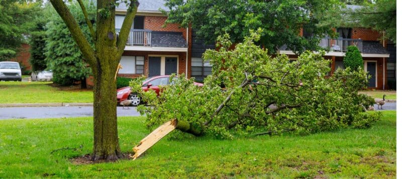 closeup of a fallen tree after a storm